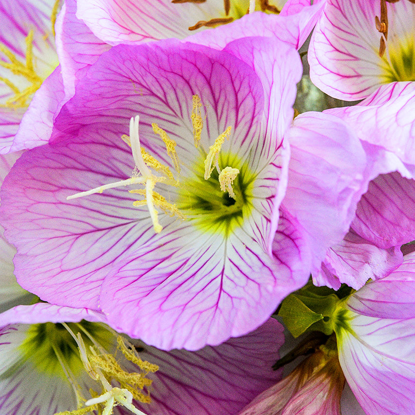 Close-up macro detailed view of Pink Evening Primrose flowers.