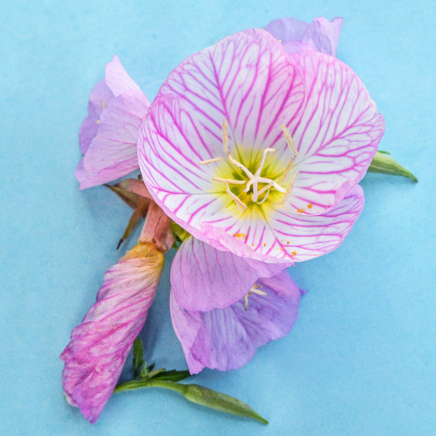 Close-up of Pink Evening Primrose flowers on light blue background.