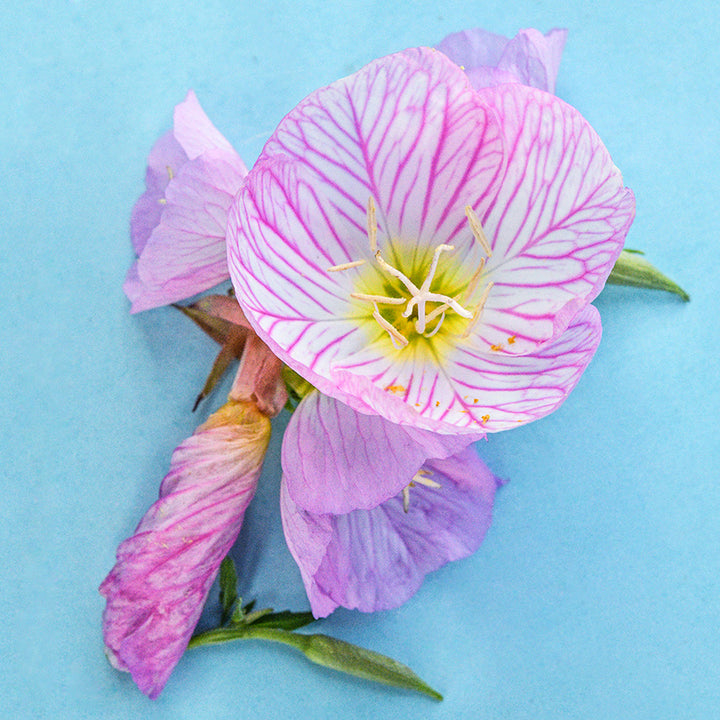 Close-up of Pink Evening Primrose flowers on light blue background.
