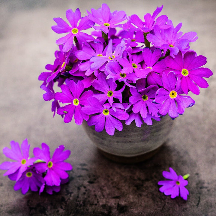 Pink Siberian Primrose flowers arranged in a ceramic vase on a brown background.