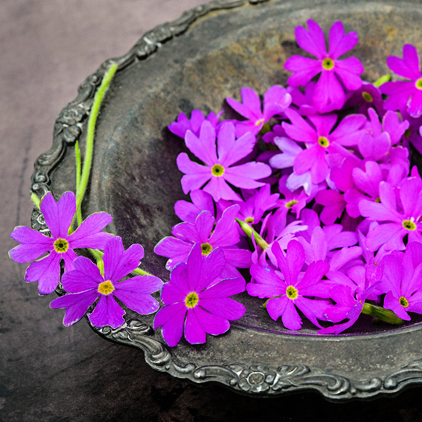 Close-up of Pink Siberian Primrose flowers in a silver bowl on a light brown background.