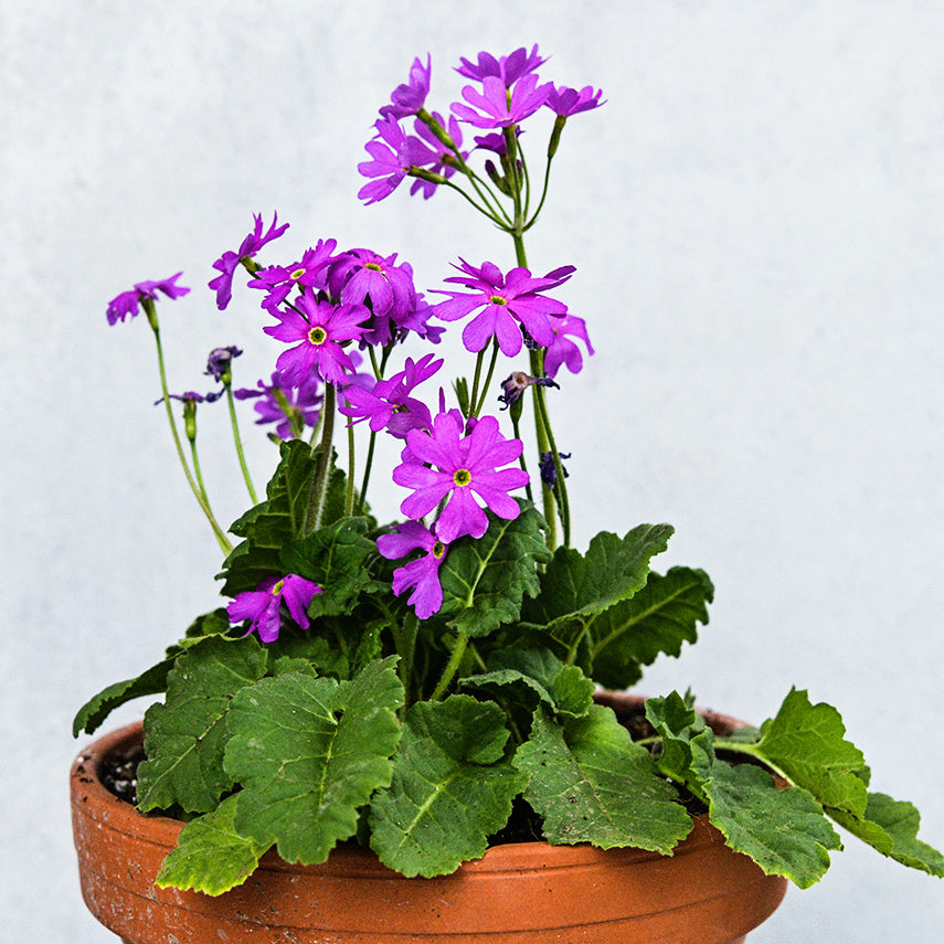 Pink Siberian Primrose plant in a terra-cotta pot against a light background.