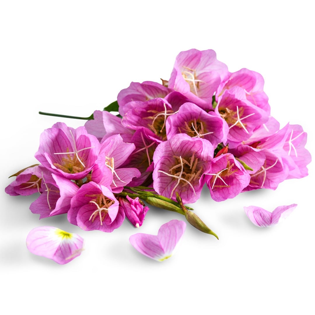 Evening Pink Primrose blooms on a white background.