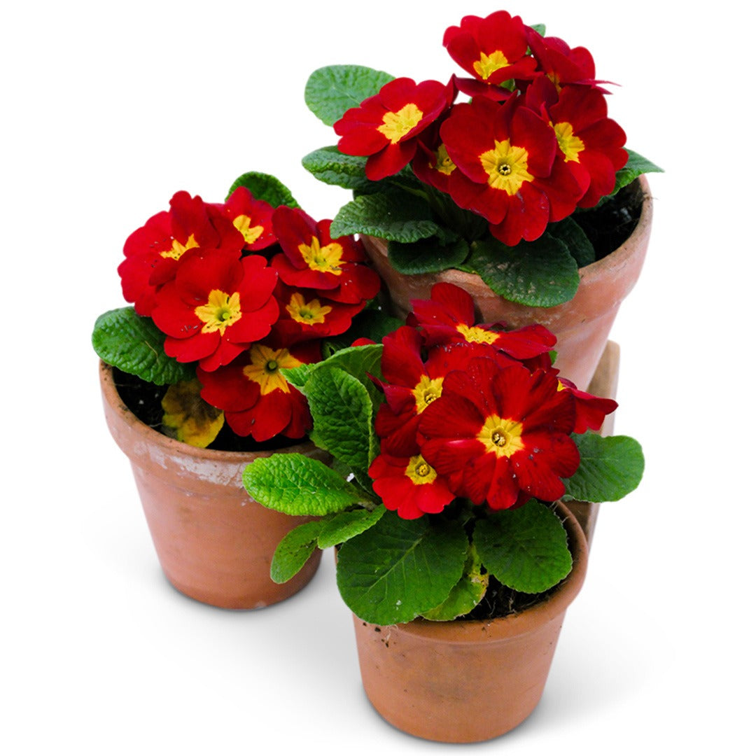 Trio of Kimono Red Primrose in clay pots on a white background.