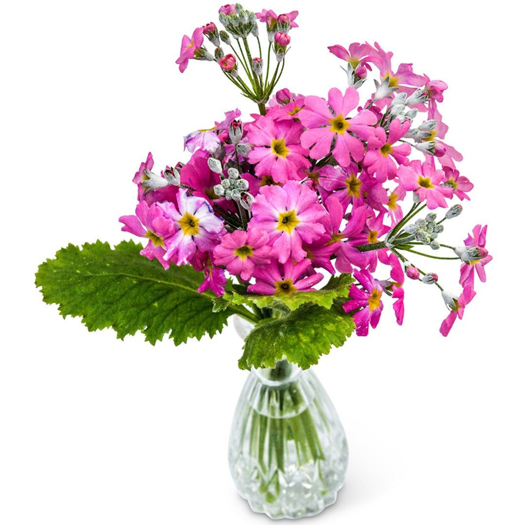 Bouquet of Pink Beauty Primrose in a glass vase on a white background.