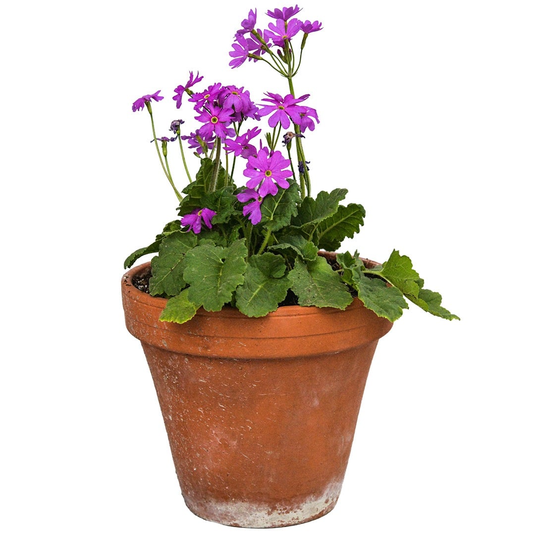 Pink Siberian Primrose in a clay pot on a white background.