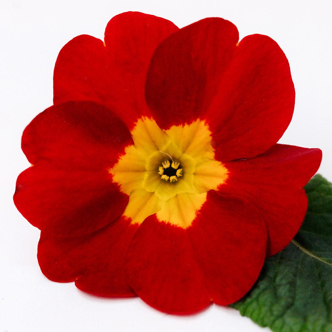 A single Kimono Red Primrose flower with a leaf on a white background.