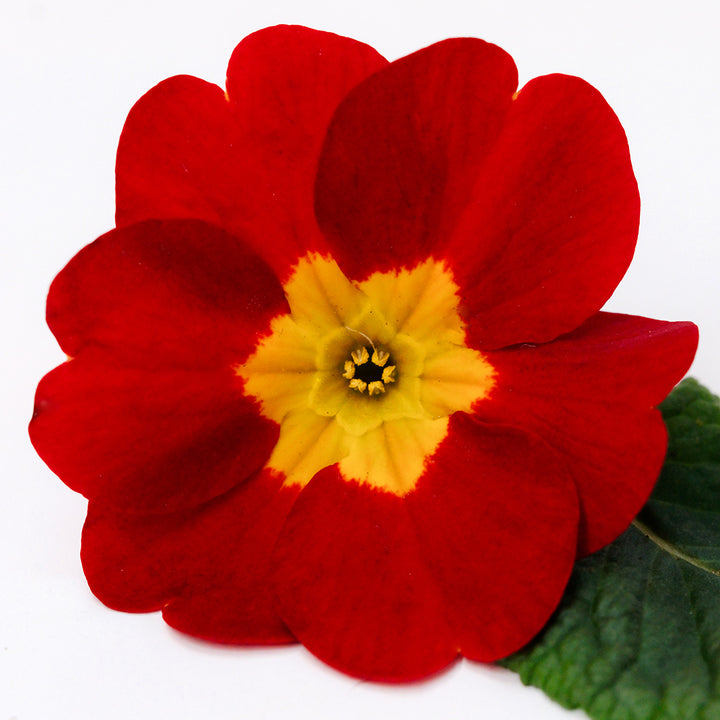 A single Kimono Red Primrose flower with a leaf on a white background.