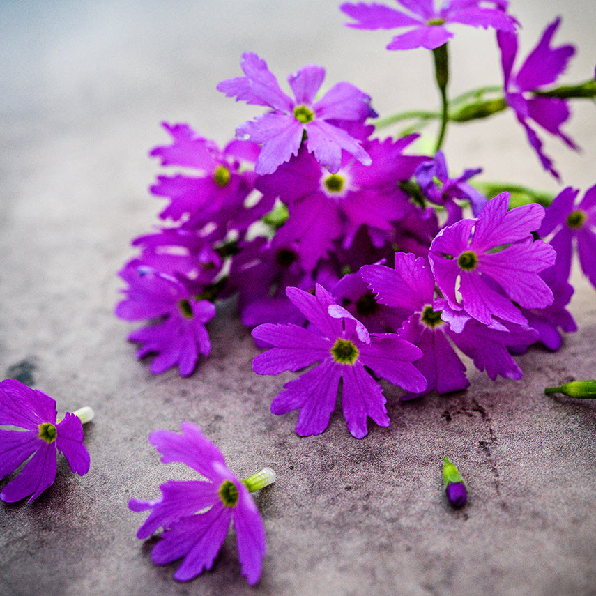 Close-up view of some freshly picked Pink Siberian Primrose flowers on a light brown background.
