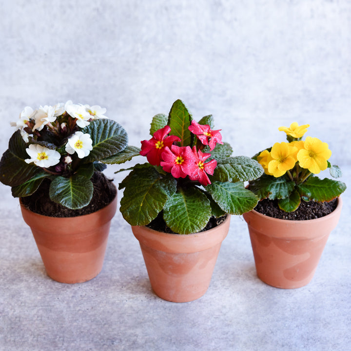 Three Wanda Mixed Colors Primrose plants in little terra-cotta pots on a light grey background.