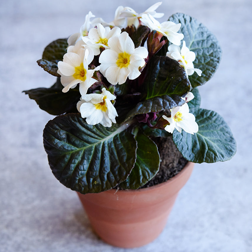 A single colored Wanda Mixed Colors Primrose plant in a small terra-cotta plant on light grey background.