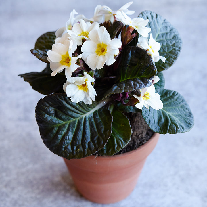 A single colored Wanda Mixed Colors Primrose plant in a small terra-cotta plant on light grey background.