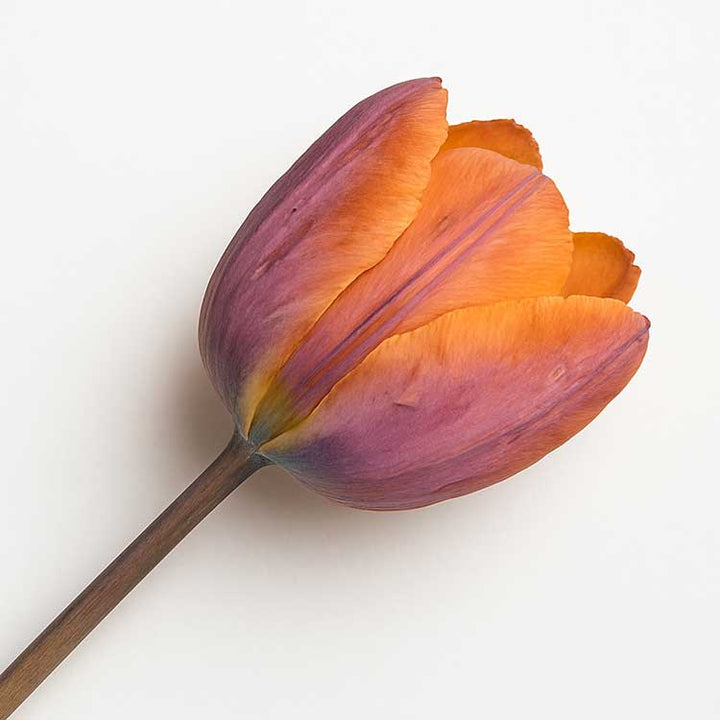 Single Princess Irene tulip on white background