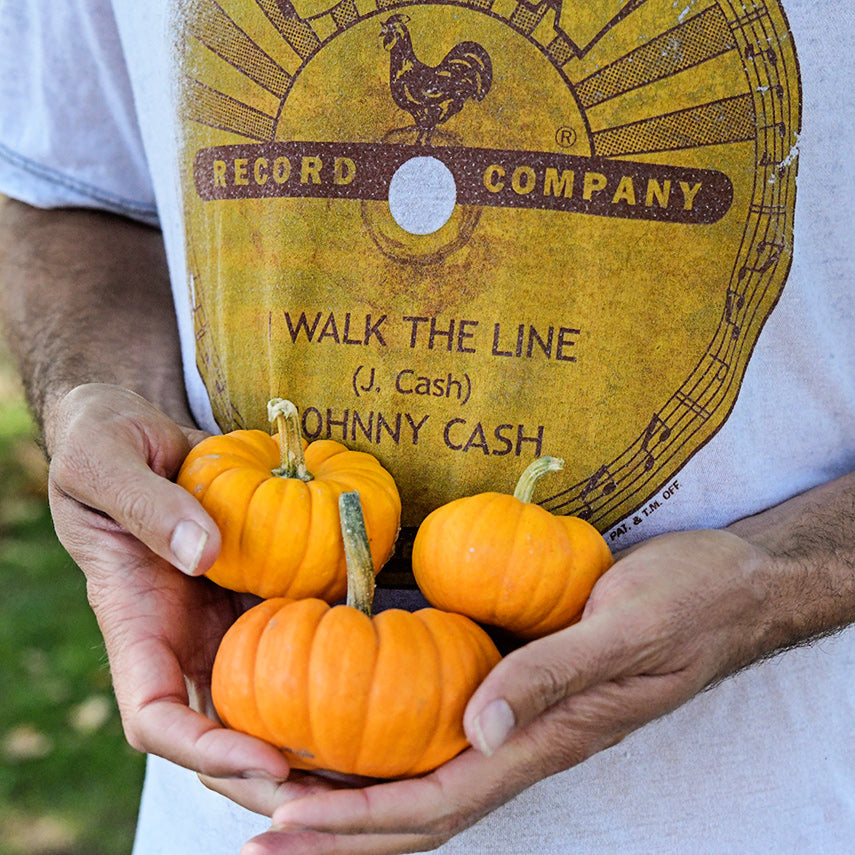 Man holding three Jack Be Little Pumpkins with a Johnny Cash T-shirt as backdrop.