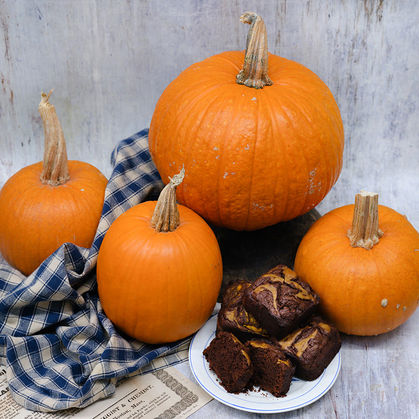 Four New England Sugar Pie Pumpkins with pumpkin brownies on light wood background.