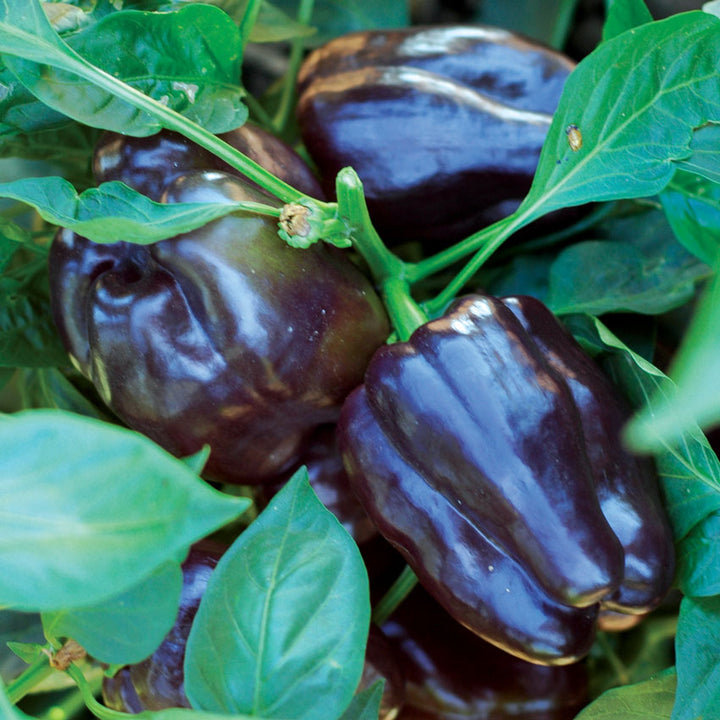 A trio of Purple Beauty Peppers growing in the garden.