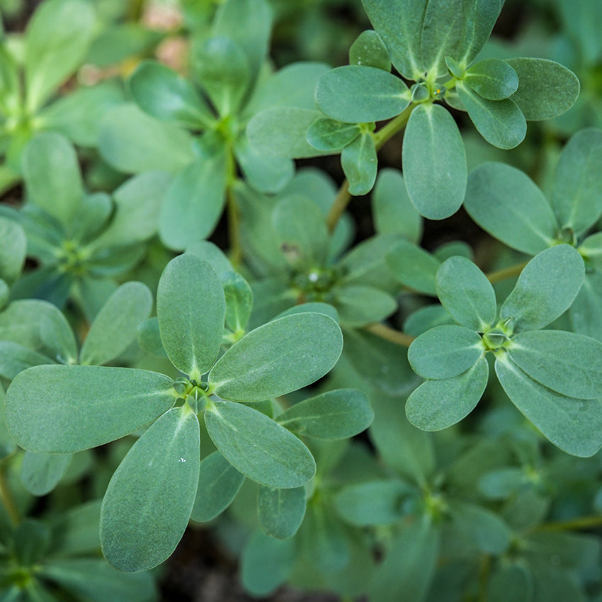 Green Purslane growing in garden