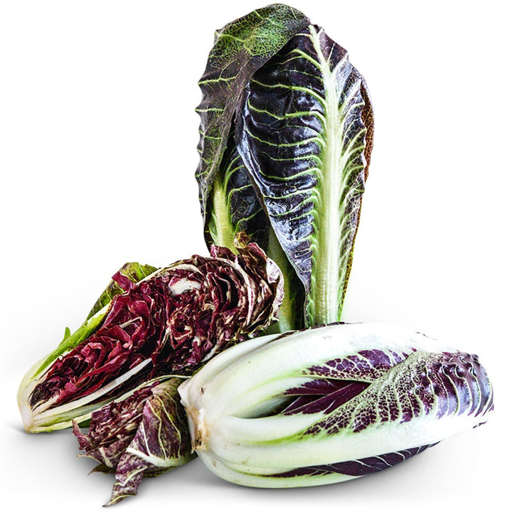 Trio of Treviso Scorze Radicchio on a white background.