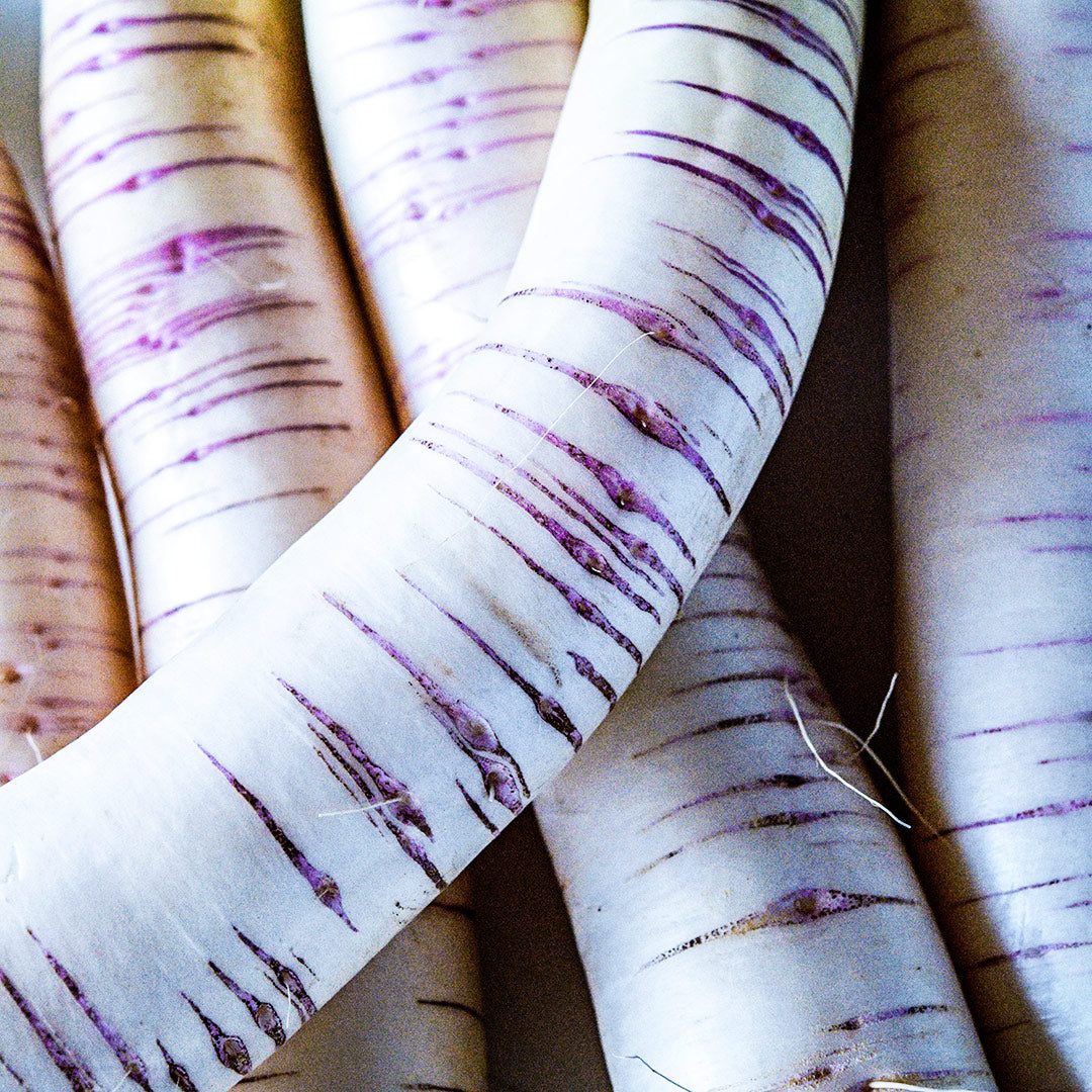 Five Akasuji Radishes showing detail of purple stripes on the roots.