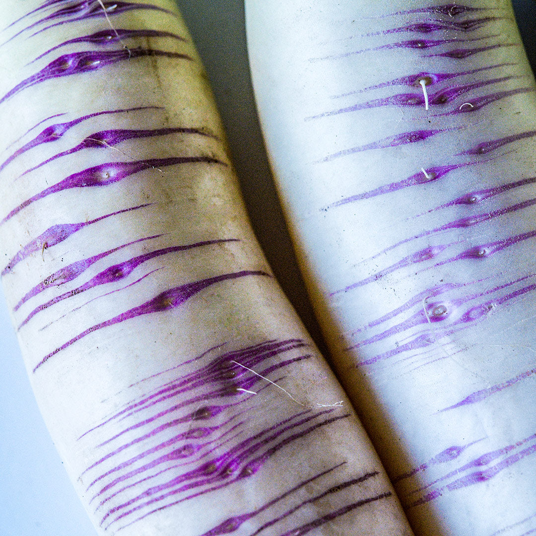 A close-up macro view of Akasuji Radishes.