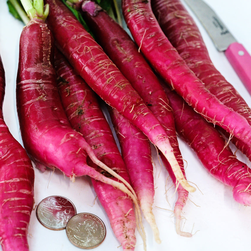 Cincinnati Market Radishes with a couple of Ohio quarters on a white background.