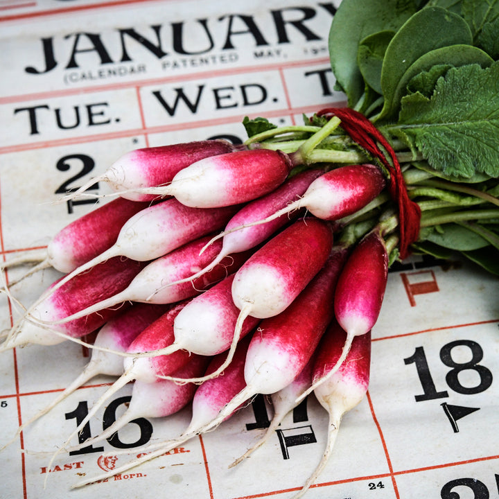 Radish Seeds, De 18 Jours