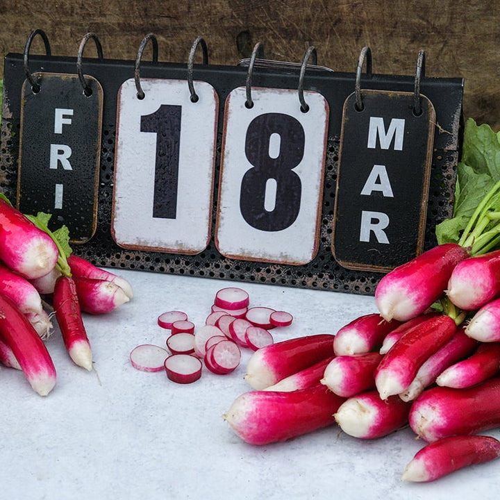 Radish Seeds, De 18 Jours