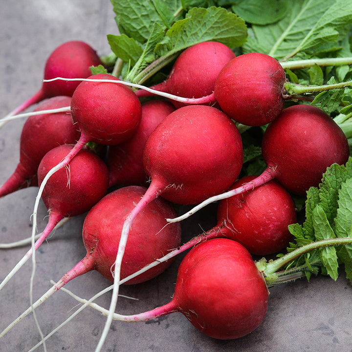 A bunch of Early Scarlet Globe Radishes on brown background.