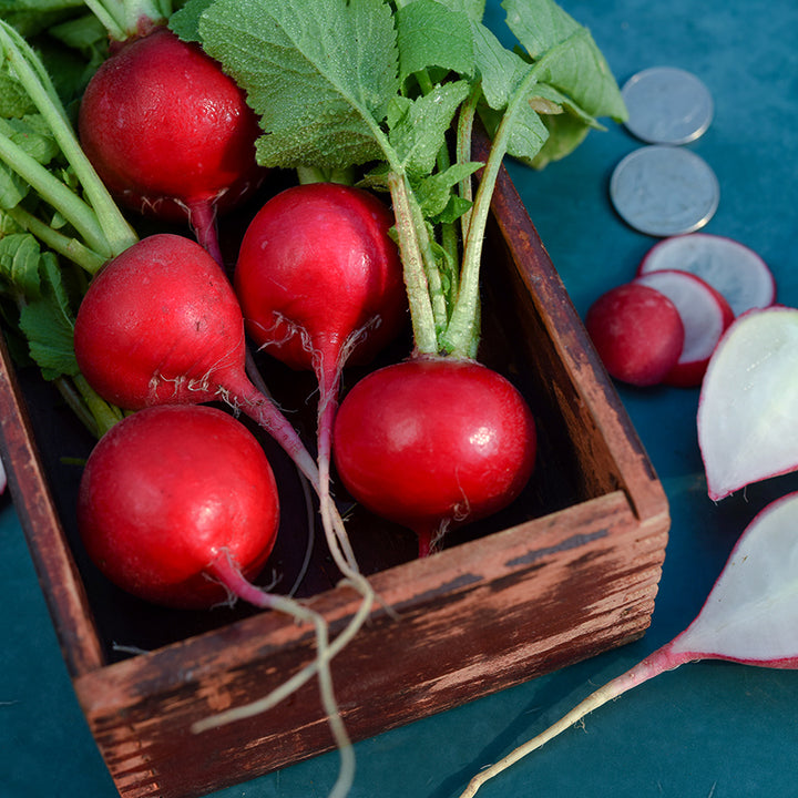 Early Scarlet Globe Radishes in a box with some cut on a teal background.