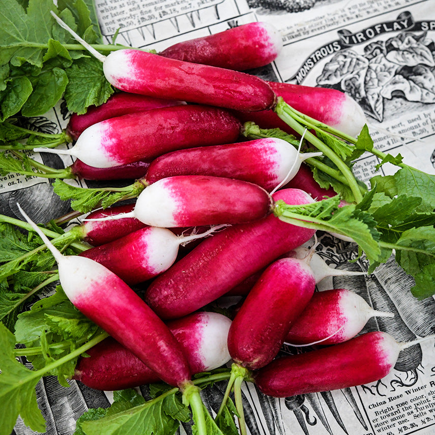 French Breakfast Radishes on a vintage catalog page backdrop.