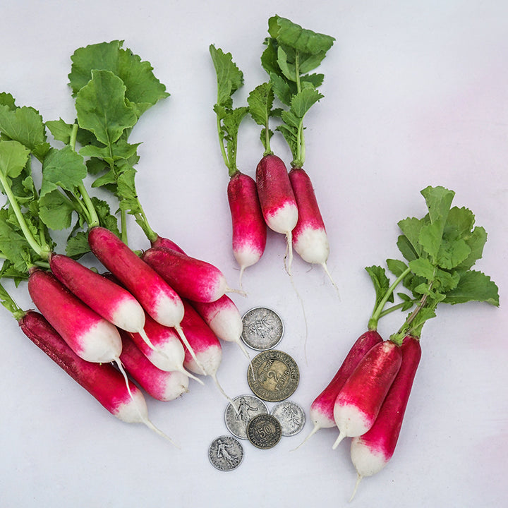 Three bundles of French Breakfast Radishes with French coins on pale pink background.