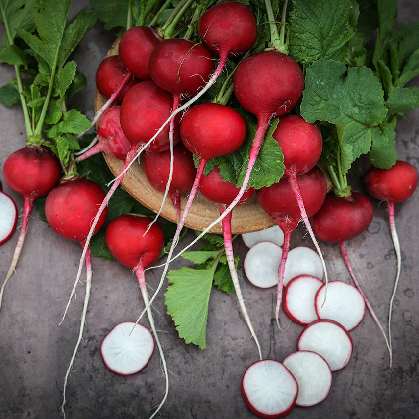 Whole Giant of Sicily Radishes arranged on Tuscan plate with slices on brown background.