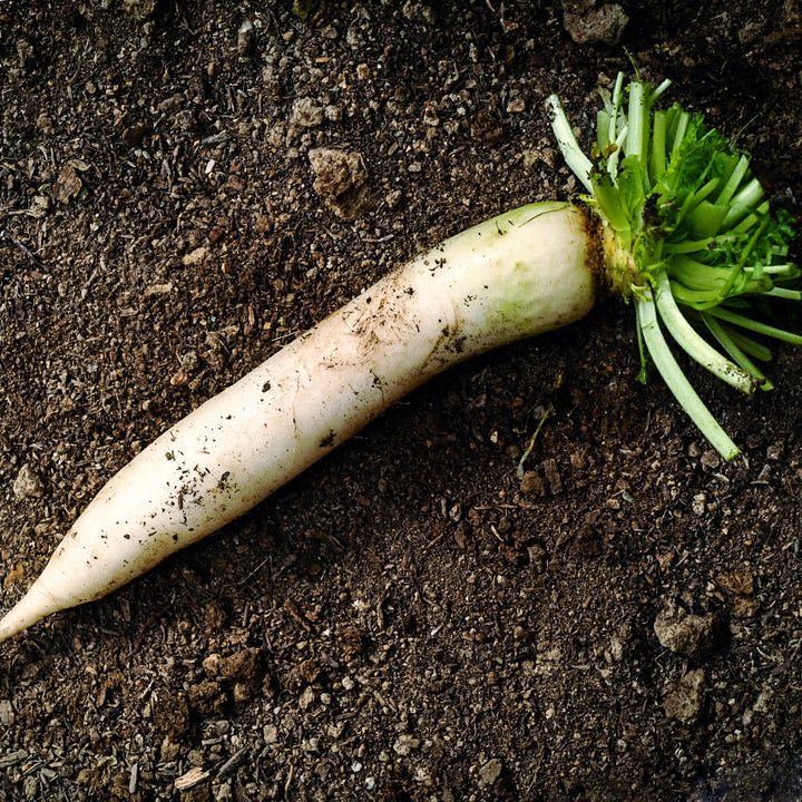 A single Japanese Minowase Daikon Radish on a garden soil background.