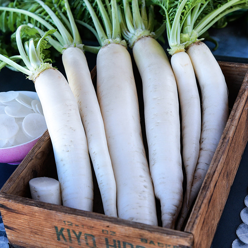 Japanese Minowase Daikon Radishes in a wooden Japanese box with slices in a Japanese bowl.