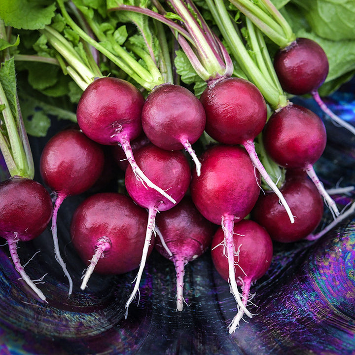 A bundle of whole Malaga Radishes in a blown glass multi-colored bowl.