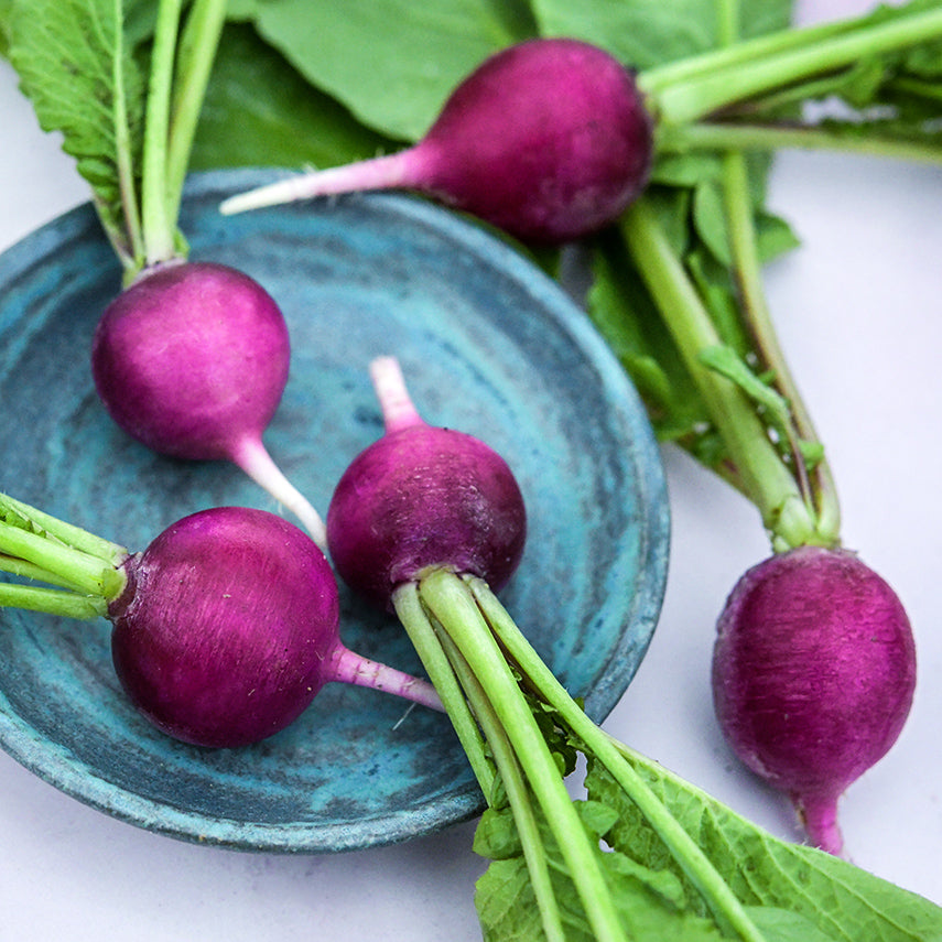 Five Purple Plum Radishes arranged on blue hand-crafted ceramic dish on pale pink background.
