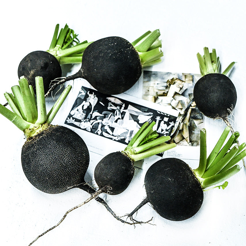 A half dozen Round Black Spanish Radishes with Picasso Postcards on a white background.