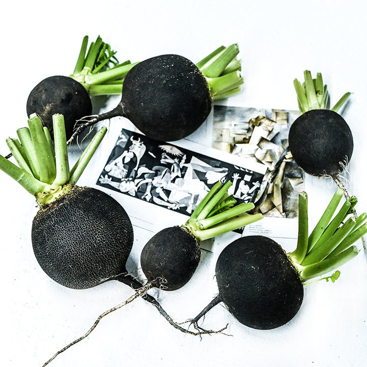 A half dozen Round Black Spanish Radishes with Picasso Postcards on a white background.