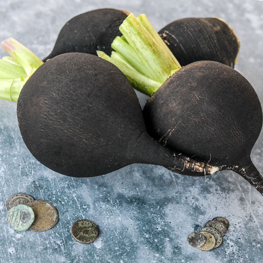 Round Black Spanish Radish with old coins on a gray background.