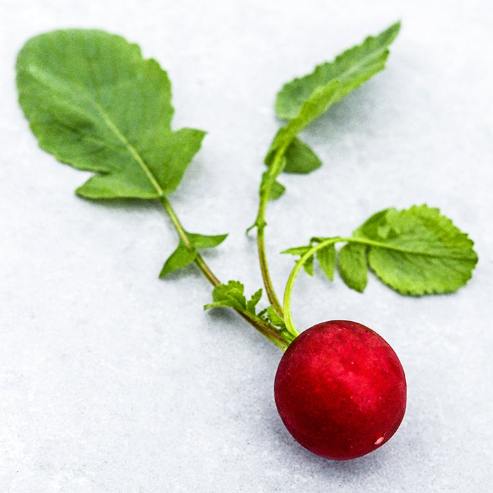 A single Saxa 2 Radish resting on a light background.