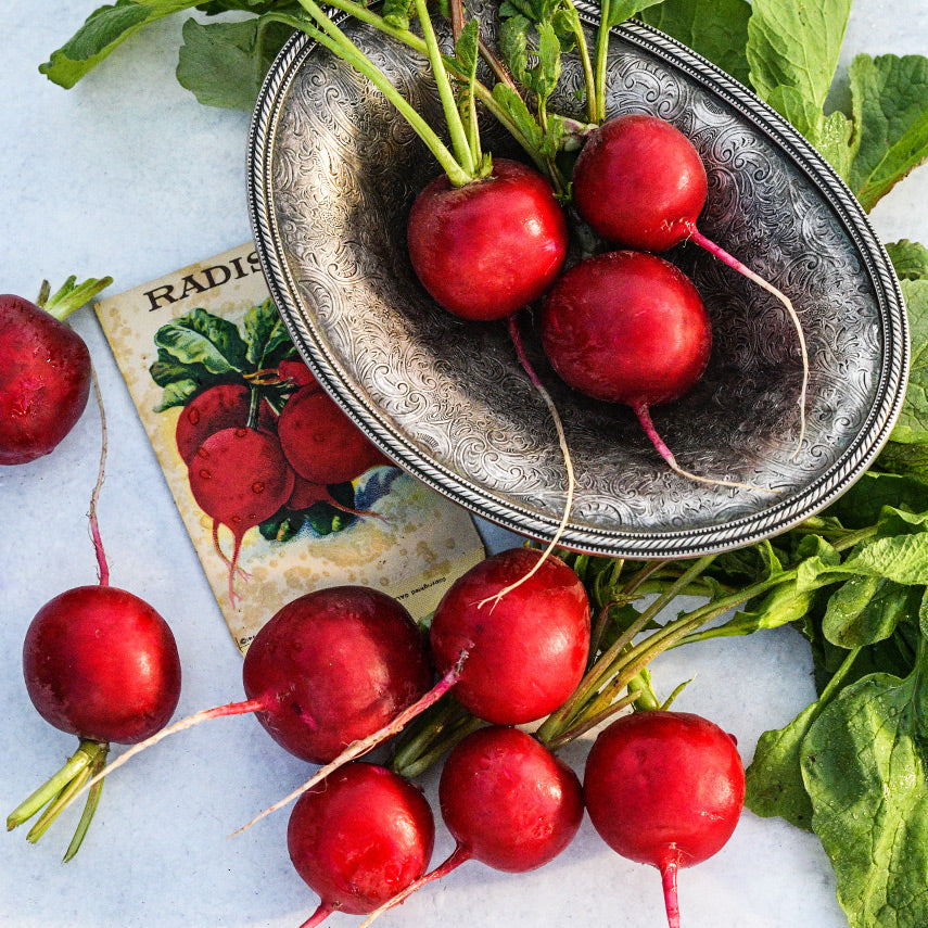 Radish Seeds, Saxa 2