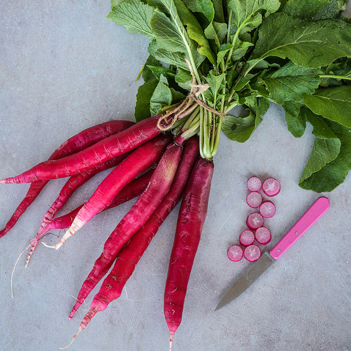 A bundle of Cincinnati Market Radishes with some slices on a light blue background with a pink handled knife.