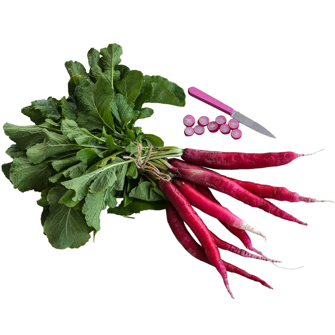 A bundle of Cincinnati Market Radishes with some slices on a white background with a pink handled knife.