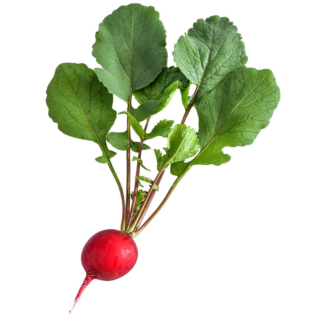 Single Saxa 2 Radish on a white background.