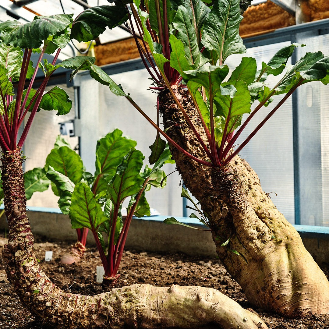 Mammoth Red Mangel Beets growing in a greenhouse at Baker Creek.