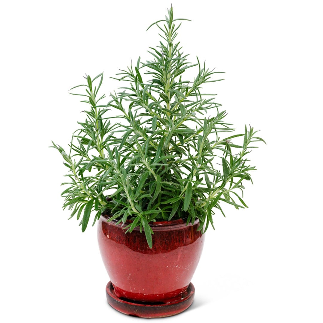 Rosemary in a red clay pot on a white background.