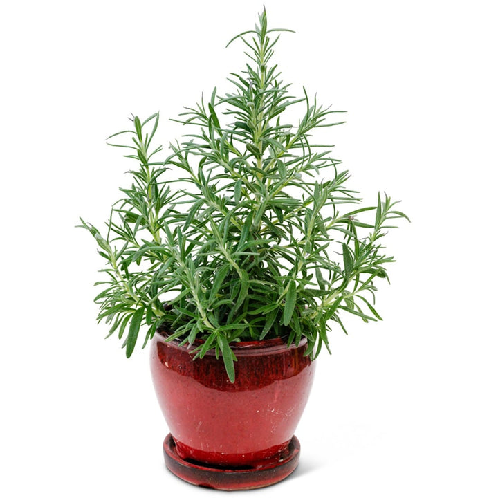 Rosemary in a red clay pot on a white background.