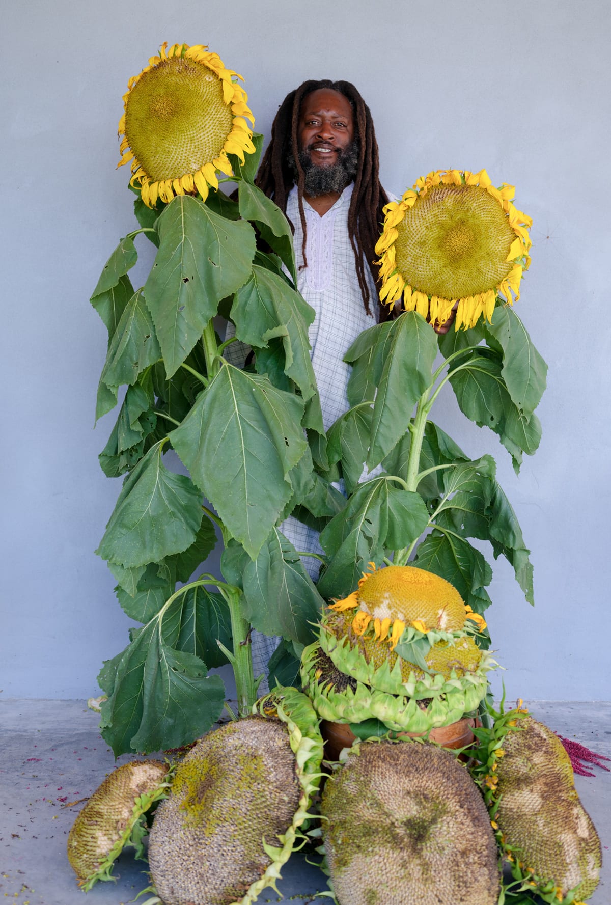 Frank with Mammoth sunflowers