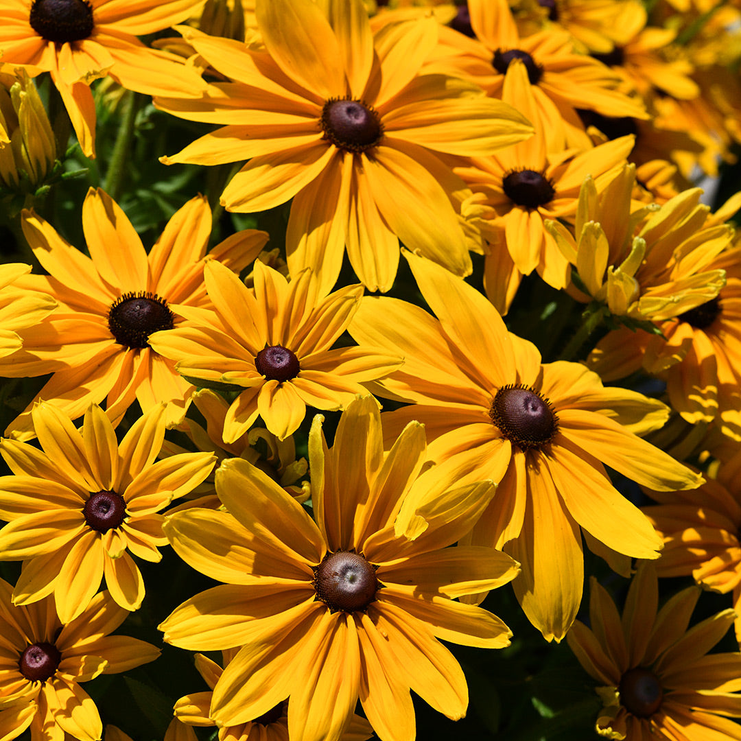 Viviani Rudbeckia growing prolifically in the trial gardens outside at Baker Creek.