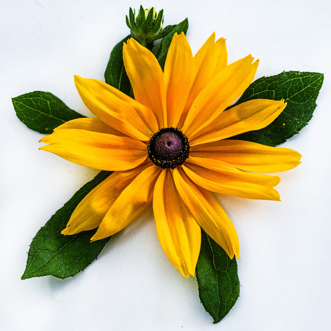 A single Viviani Rudbeckia flower with leaves on a white background.